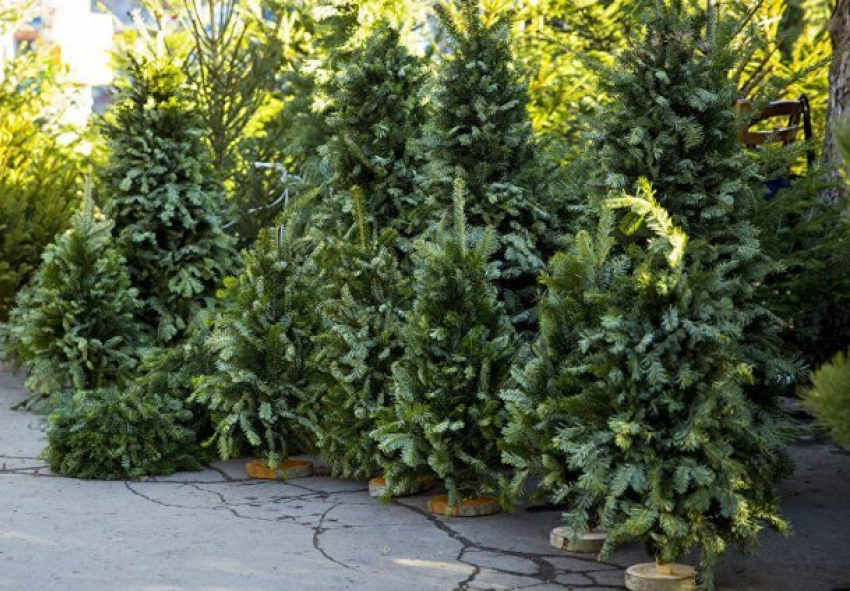  На Кубани перед новым годом откроют 370 елочных базаров 