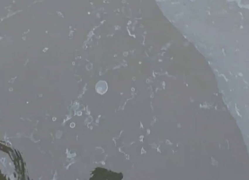 «Весь берег усыпан дохлой рыбой»: краснодарец показал сброс неизвестного вещества в Карасуны
