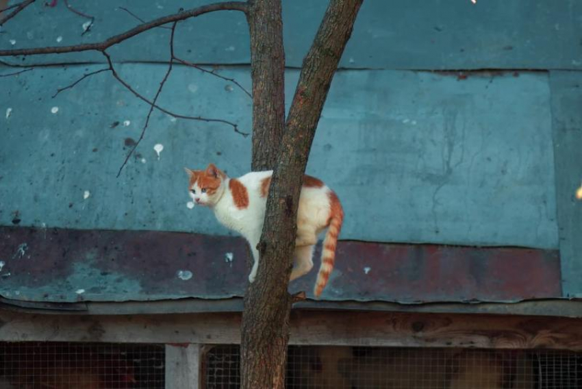 В Новороссийске мужчина спас кота на крыше балкона - видео 