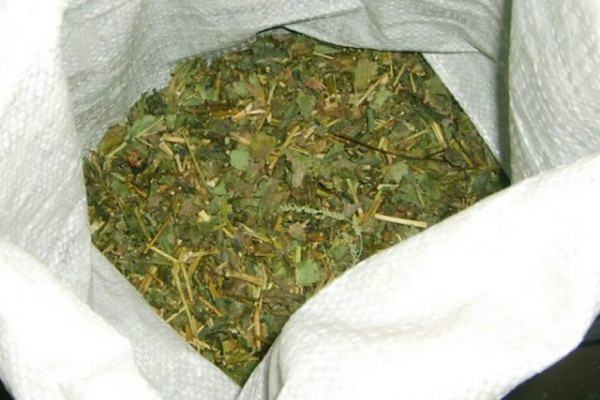 На Кубани мужчина собрал ведро марихуаны со своего огорода