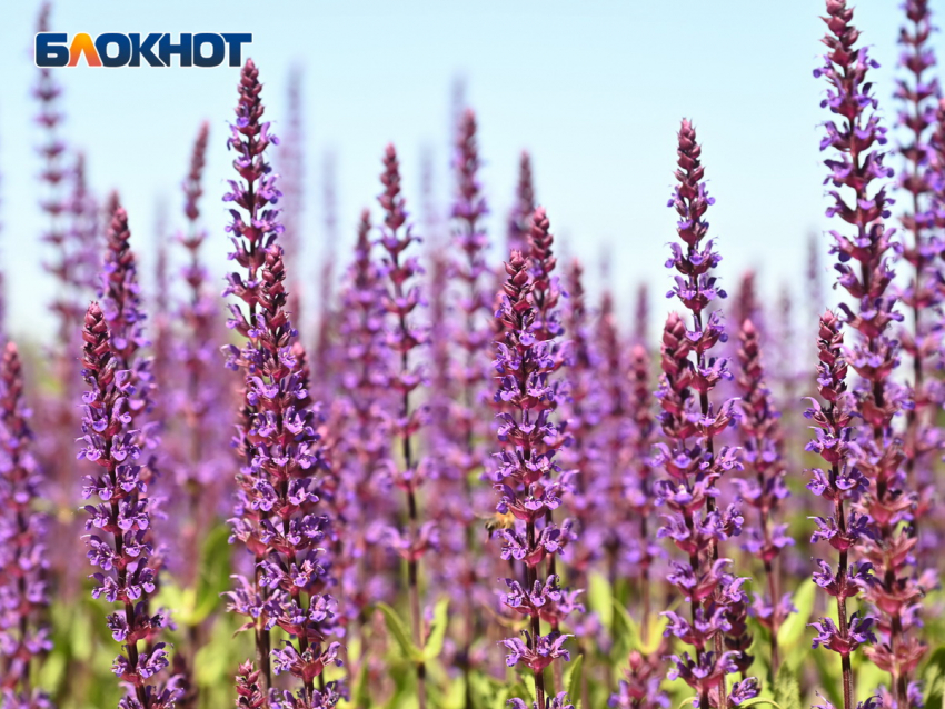 Май радует краснодарцев теплой и ясной погодой