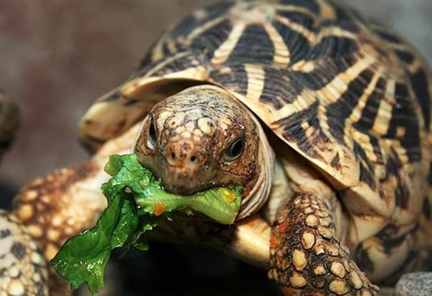 Черепахи принесли Краснодару место в Топе