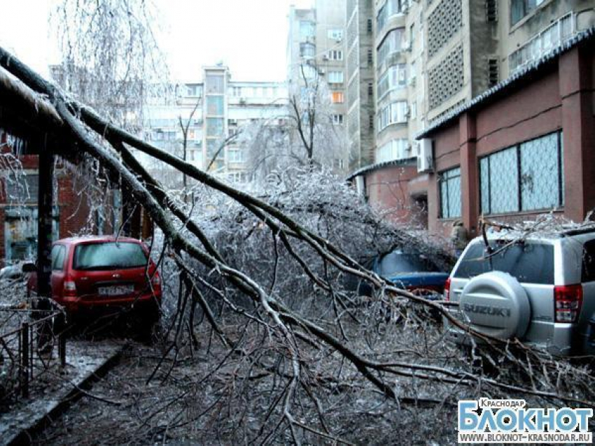 В Краснодаре упавшие деревья повредили свыше 65 автомобилей