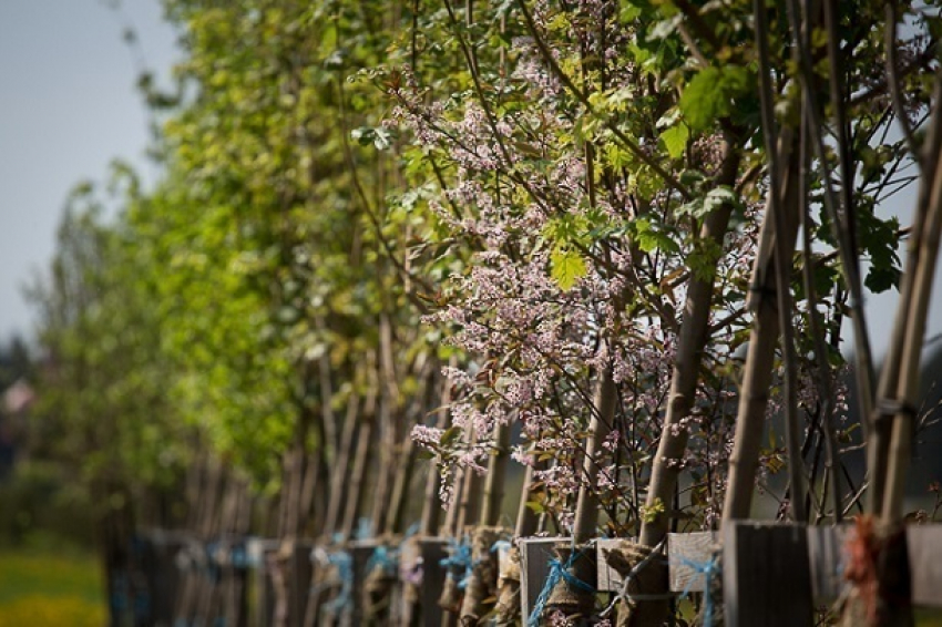 В столице Кубани посадят 1500 деревьев 