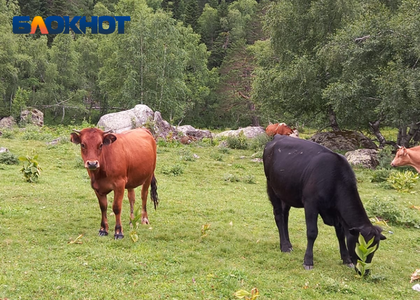 На Кубани за год сократилось поголовье коров, свиней и птицы