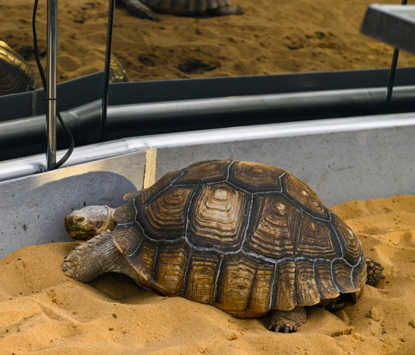 В парке Галицкого черепахи переехали на зимовку в Зеркальный лабиринт