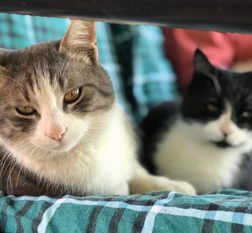 В Краснодарском крае установится сильная жара