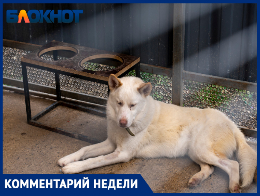 Краснодарский политолог: «Чиновникам важнее Волгоград в Сталинград переименовать, чем проблему с бездомными собаками решить»