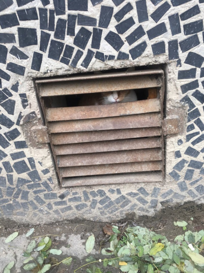  Жители Краснодара пытаются спасти еще одну замурованную в подвале многоэтажки кошку 