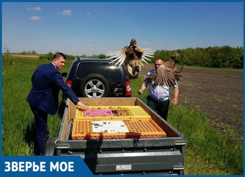 В Краснодарском крае пополнили популяцию фазанов