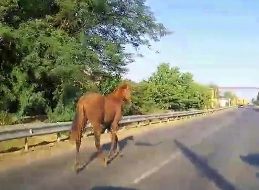 Сбежавшая лошадка грубо нарушила ПДД в Краснодаре