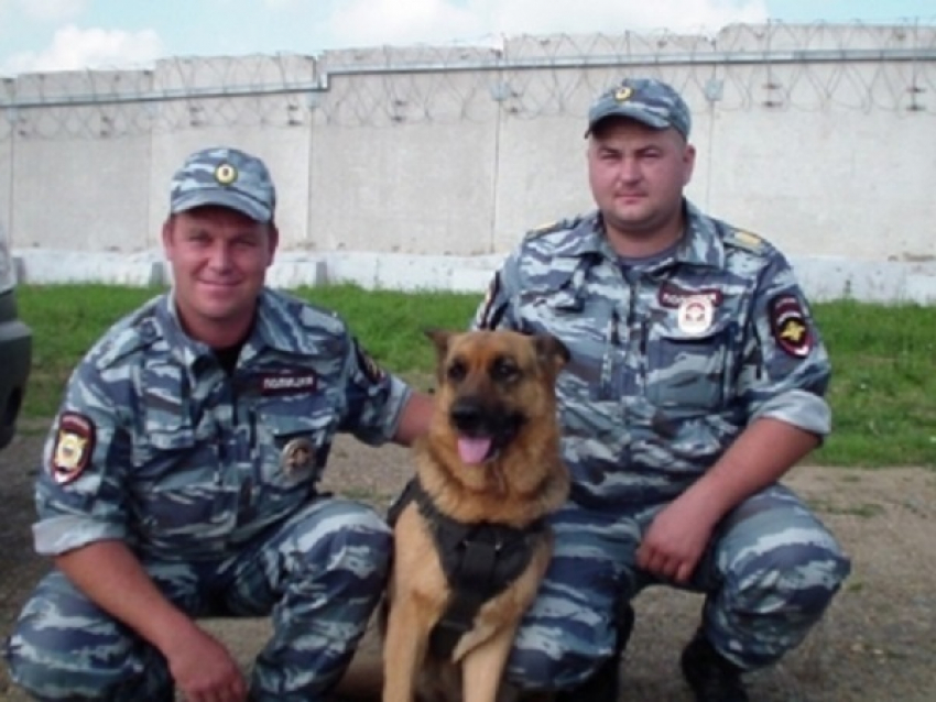 В Краснодарском крае овчарка Рэм раскрыла кражу