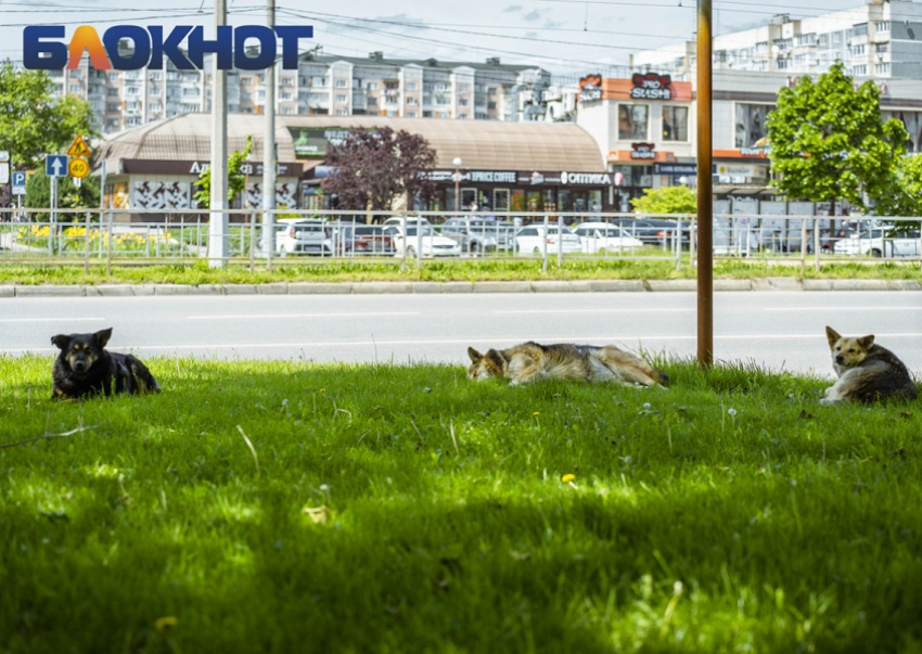 Старт планового отлова дворняг объявили в Краснодаре