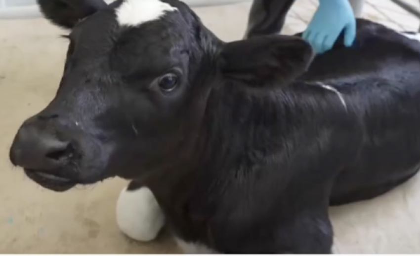 В Краснодарском крае впервые клонировали корову