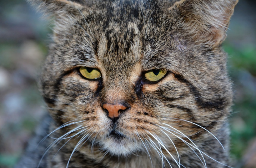  Дожди вернутся на Кубани 