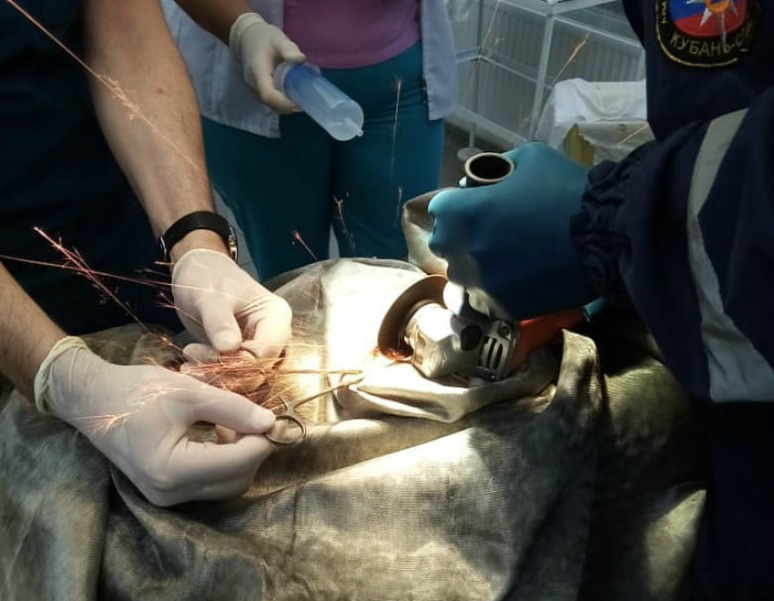 Спасатели сняли кольцо с полового органа кубанского пастуха