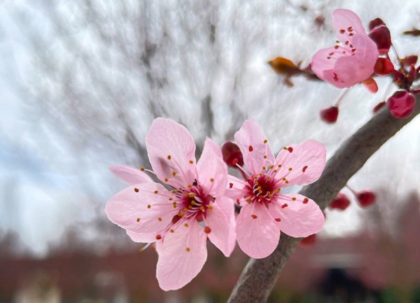 В парке Галицкого в Краснодаре начался сезон цветения сливы