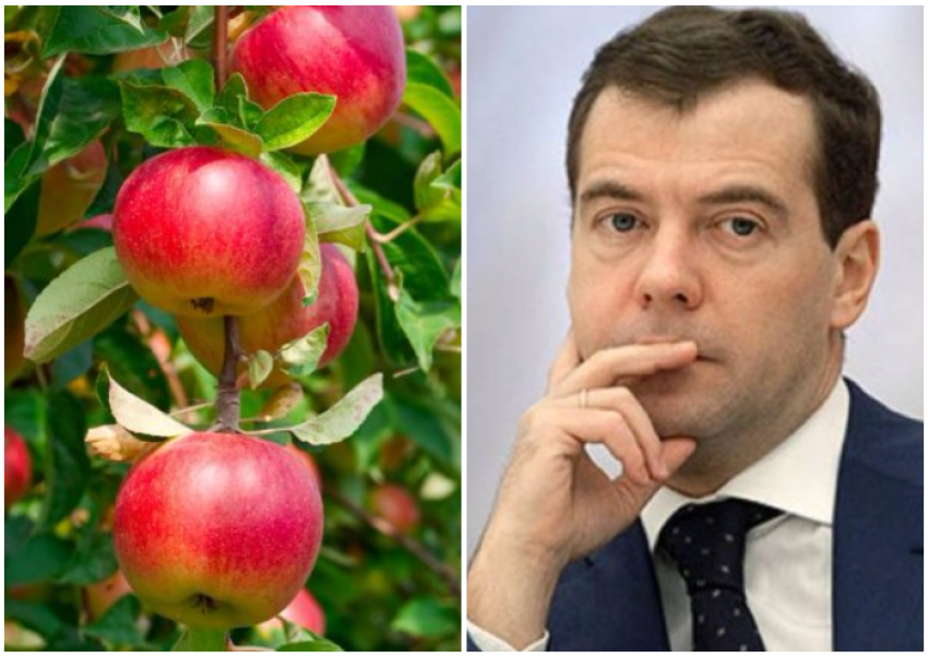 "Кузен» Дмитрия Медведева купил агрофирму в Краснодаре 