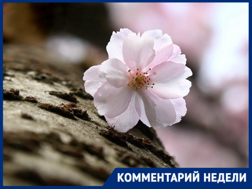 Вишня, слива и абрикос: как найти настоящую сакуру среди «двойников» в Краснодаре
