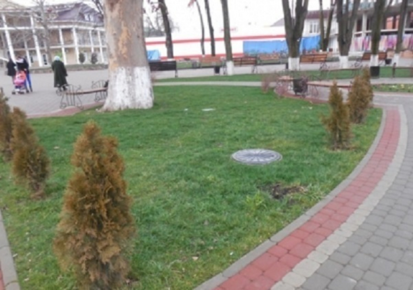 В Северском районе пенсионерка украла из парка пять ёлок