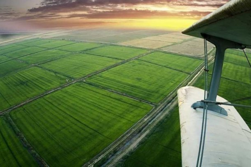 На Кубани впервые в истории собрали 1 млн тонн риса 