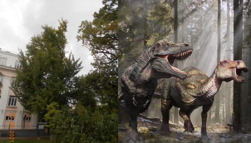Пережившее динозавров дерево гинкго можно увидеть в Краснодаре