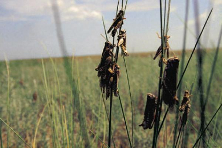 Из-за нашествия саранчи на Кубани ввели режим повышенной готовности
