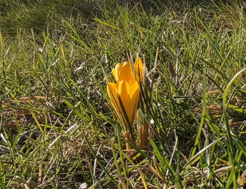 В парке Галицкого появились первые вестники весны