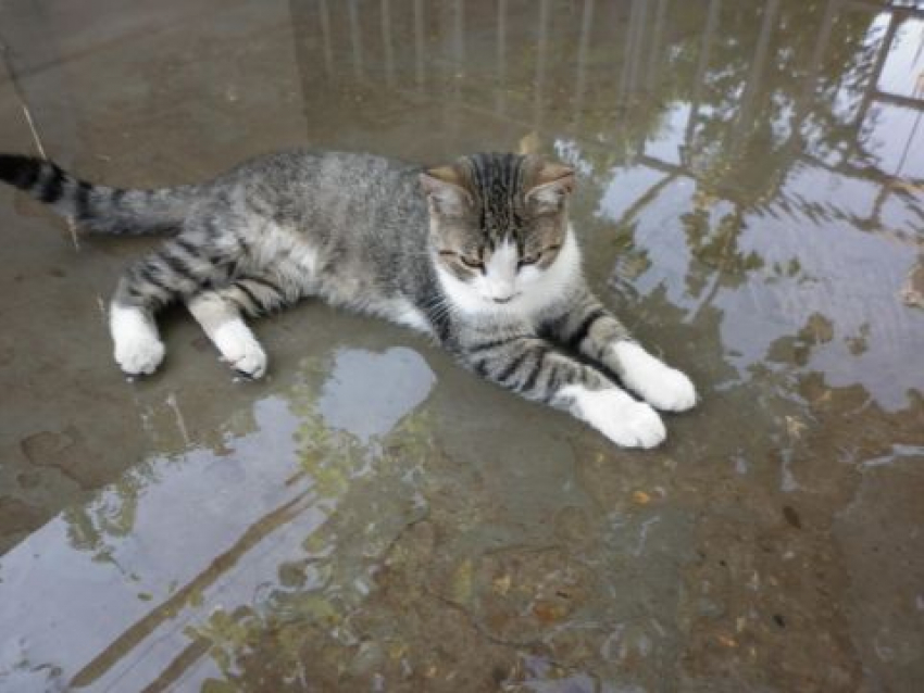  На Кубань придут дожди, а жара никуда не денется 