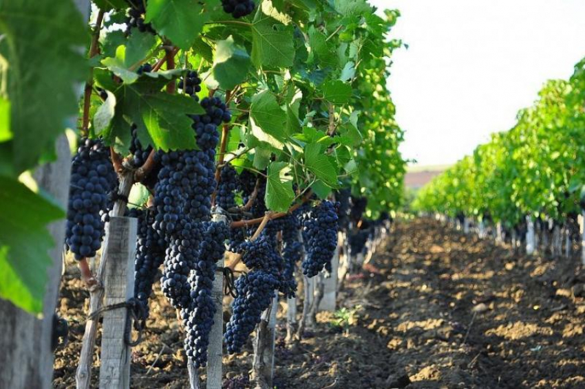 Парламент Кубани утвердил новые меры господдержки для виноградарей и виноделов
