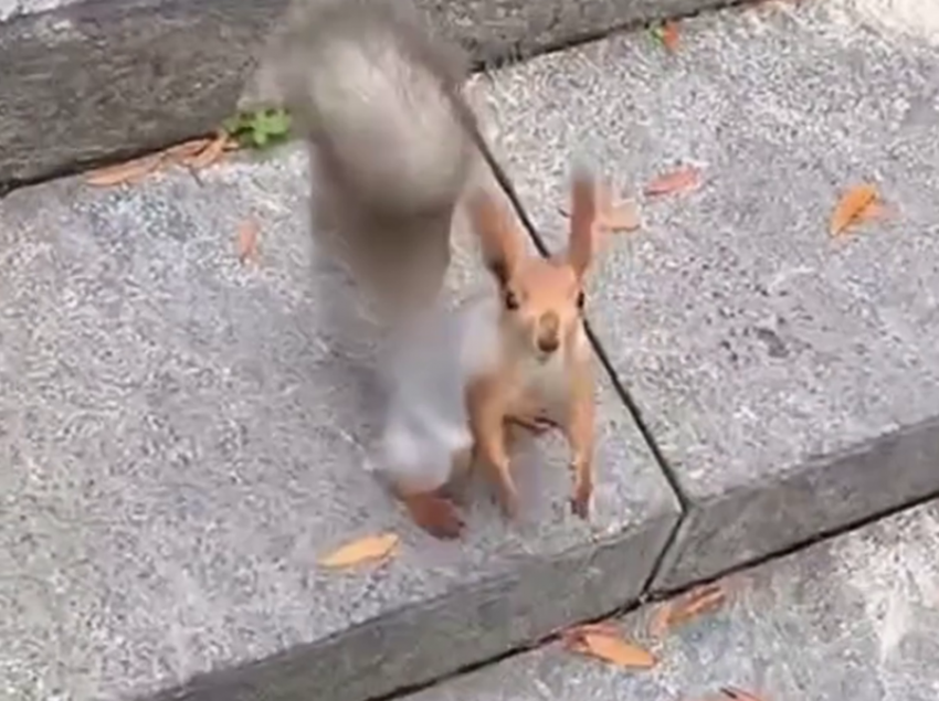  Пушистый вымогатель орехов попал на видео в парке Галицкого 