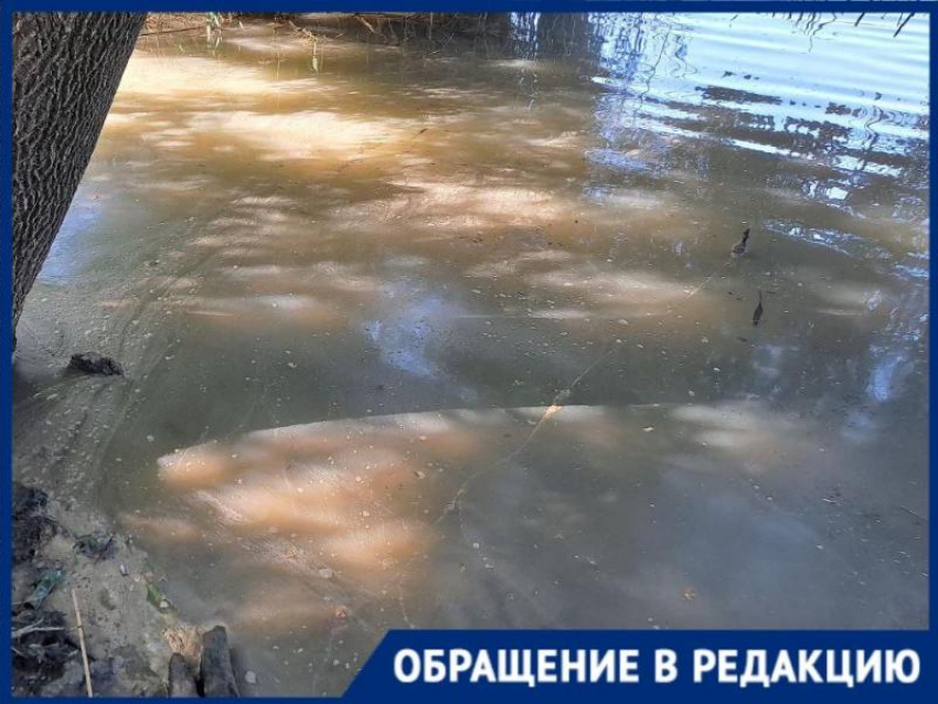 Утки задыхаются в химии: краснодарцев беспокоит состояние озера в парке Старая Кубань 
