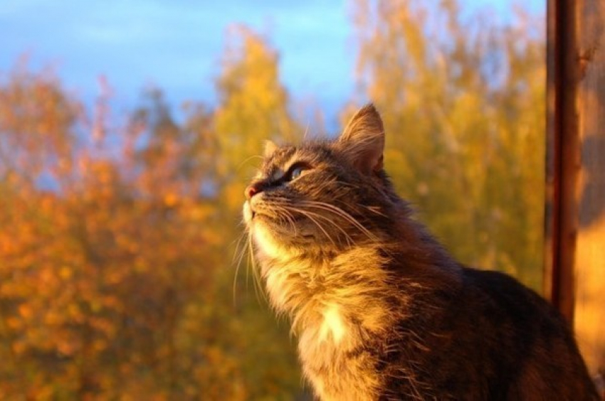 На Кубань пришло осеннее тепло