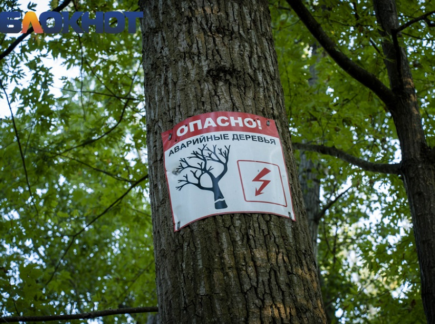 «Растения умирают без ухода и полива»: депутат гордумы настаивает на пересмотре подхода к озеленению в Краснодаре 