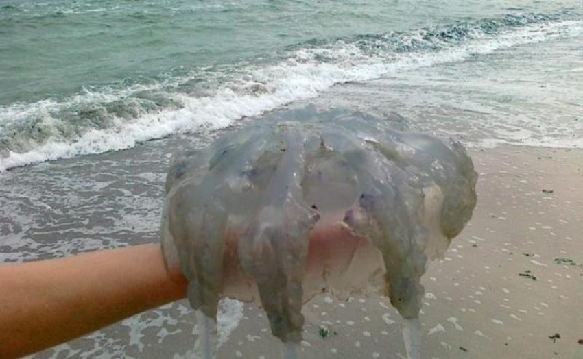 «Как из фильмов ужасов»: в сети обсуждают усыпанное медузами побережье Азовского моря 
