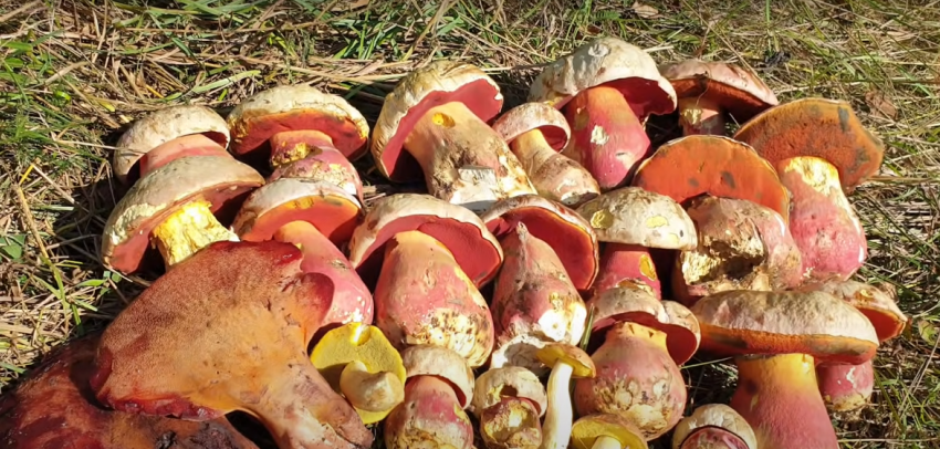 Краснокнижные и смертельно опасные: учёные назвали ядовитые грибы Краснодарского края
