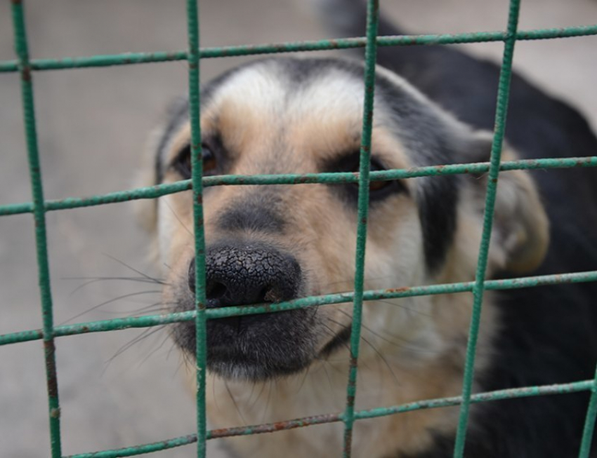  Зверье мое: приют для собак построят в Краснодаре 