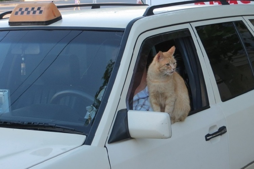 Водителя такси задержали за кражу кота в Краснодаре