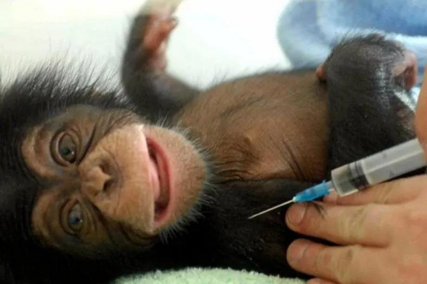 На сочинских приматах испытают новую вакцину от COVID-19