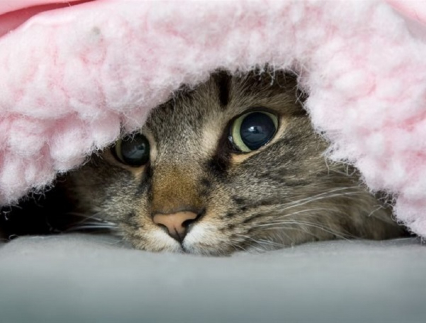 На Кубани ожидается минусовая температура ночью 