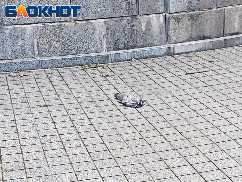 У памятника Екатерине II в Краснодаре умирают голуби