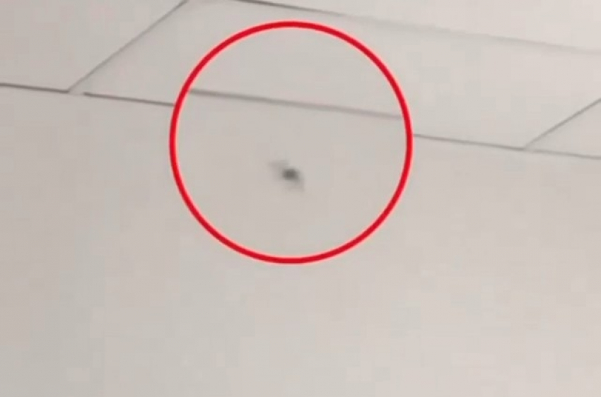 Паука «размером с мизинец» заметили в детской инфекционке Краснодара
