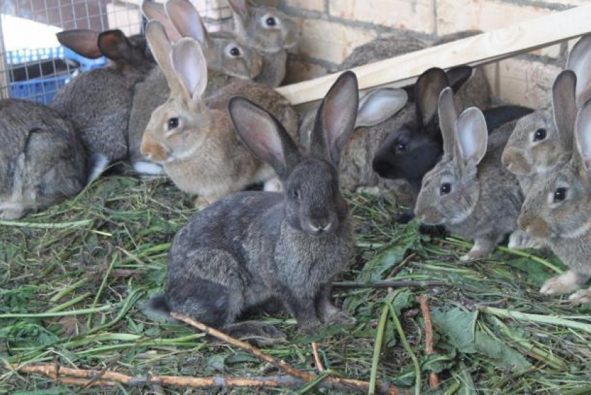 В Новороссийске женщина украла у подруги кроликов