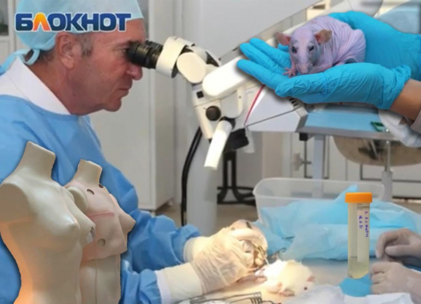 Нерв для крыс, фиксирующий имплант для груди и супергель от ожогов: громкие инновации медуниверситета Краснодара