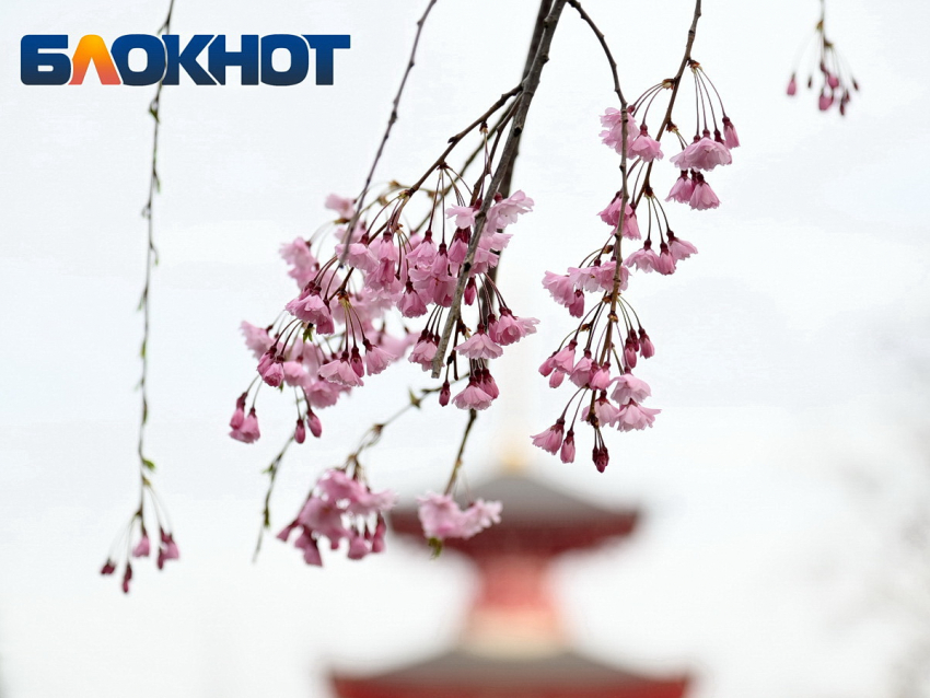 Облака закроют солнце на 8 Марта в Краснодаре