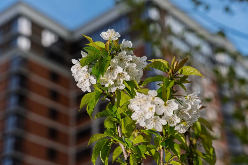 Место любования: в микрорайоне «Самолёт» зацвела фруктовая аллея