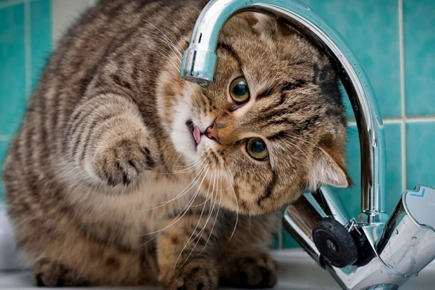 В Сочи из-за аварии на водопроводе отключили воду 