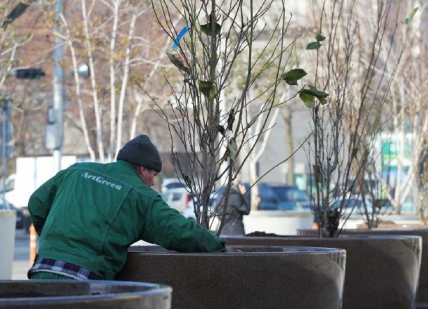 Весенними растениями украсили площадь Краснодара перед Новым годом