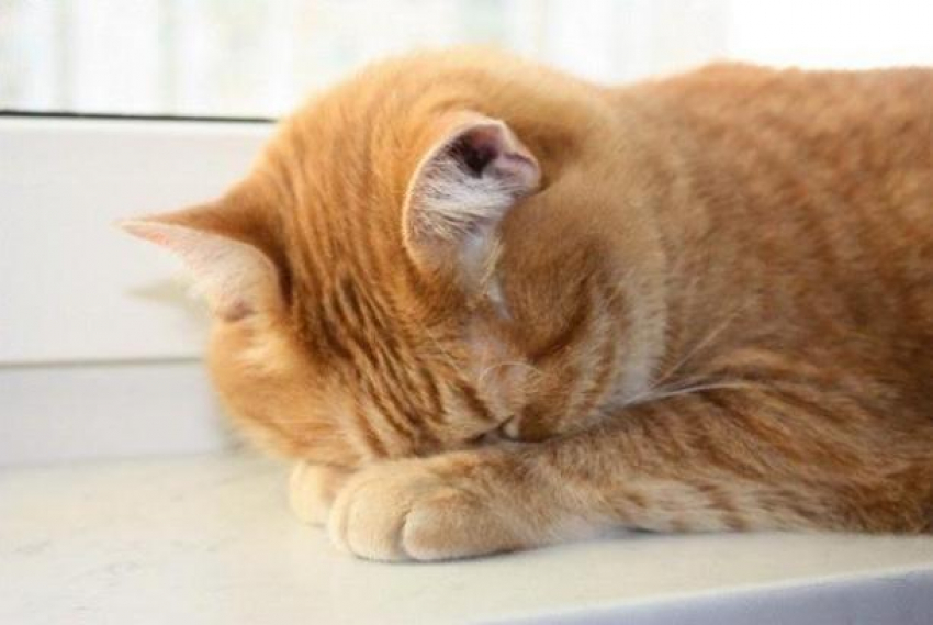 Дожди не покинут Кубань 23 декабря 