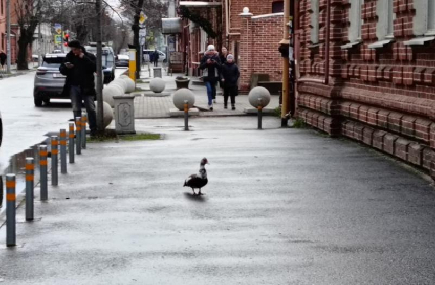 Важное в Краснодаре 22 марта: поздравляем таксистов, не обижаем птиц, угадываем погоду